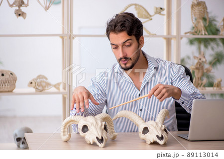 Young male paleontologist examining ancient animals at lab Young male paleontologist examining ancient animals at lab 89113014