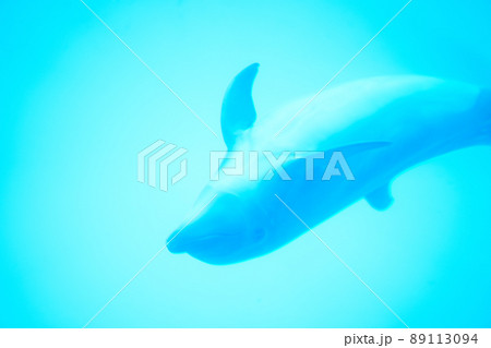 水の中を泳ぐイルカ 89113094