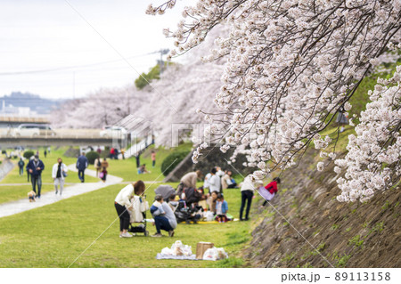 お花見の風景 89113158