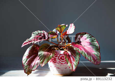 Begonia Maui Sunset decorative-deciduous Rex, scarlet leaf close-up in bright sunlight with shadows. Potted house plants, home decor, care and cultivation 89113232