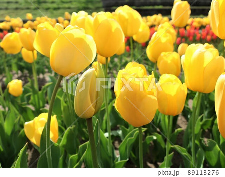 新潟県 紫雲寺記念公園 チューリップ 新潟県 紫雲寺記念公園 チューリップ 89113276