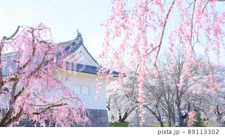 桜に囲まれた春の霞城公園　山形県 89113302