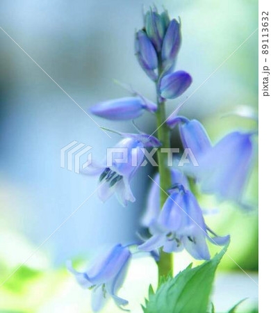 シラー・カンパニュラ―タの花　＊縦長長方形構図 89113632