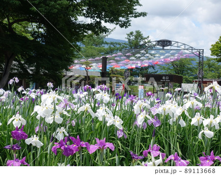 満開のアヤメ あやめ 長井あやめ公園 満開のアヤメ あやめ 長井あやめ公園 89113668