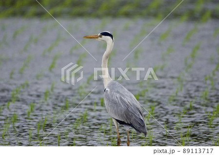青鷺 heron / Japan 青鷺 heron / Japan 89113717
