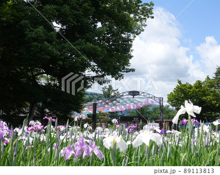 満開のアヤメ　あやめ　長井あやめ公園 89113813