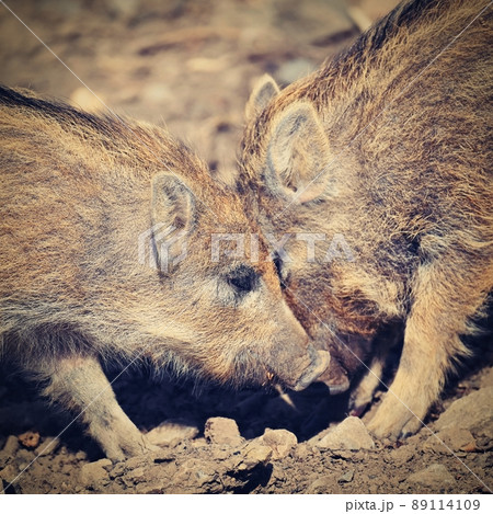 Beautiful little pigs wild in nature. Wild...の写真素材 [89114109] - PIXTA