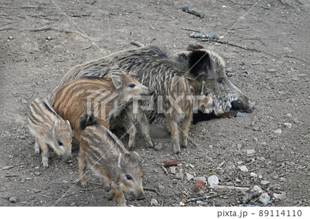 Beautiful little pigs wild in nature. Wild boar. Animal in the forest Beautiful little pigs wild in nature. Wild boar. Animal in the forest 89114110