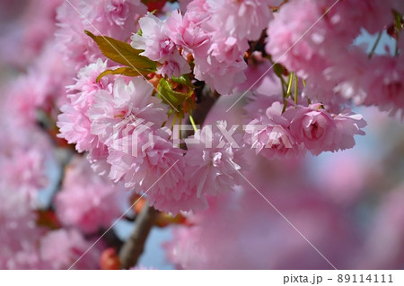 Spring time. Beautiful flowering tree. Spring in nature and colorful background. Japanese cherry - Sakura. Spring time. Beautiful flowering tree. Spring in nature and colorful background. Japanese cherry - Sakura. 89114111