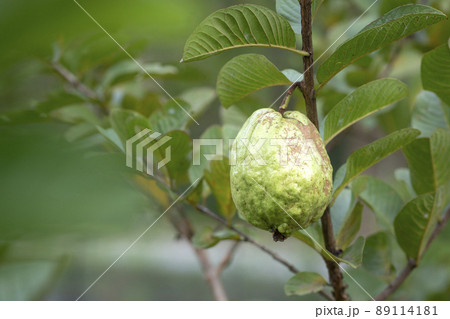 Green guava fruit hanging on tree in agriculture farm. 89114181