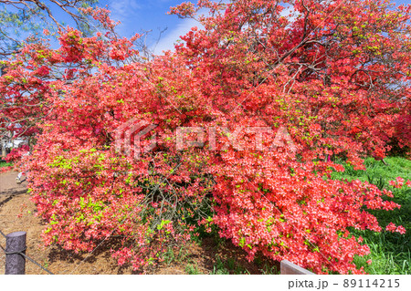 勾当内侍遺愛のツツジ3 勾当内侍遺愛のツツジ3 89114215