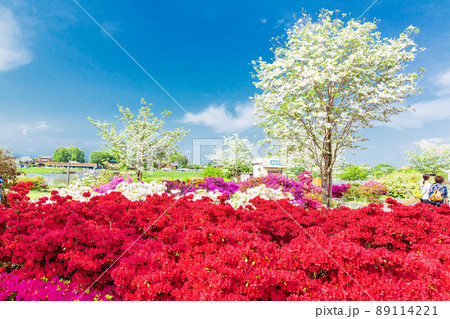 つつじと花水木 89114221