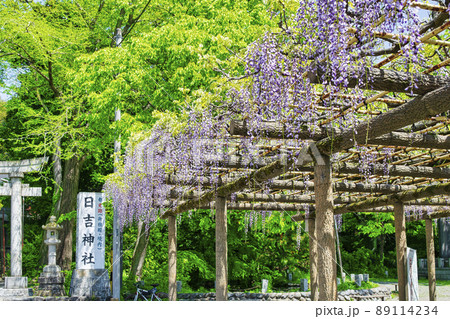 東京都　昭島市　拝島公園　千歳の藤 89114234