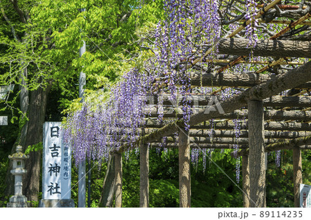 東京都 昭島市 拝島公園 千歳の藤 東京都 昭島市 拝島公園 千歳の藤 89114235