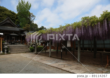 武蔵寺　フジ 89114267