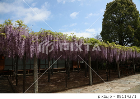 武蔵寺　フジ 89114271