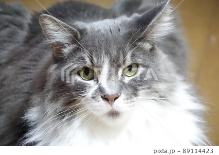 凛々しい顔、ノルウェージャンフォレストキャット 89114423