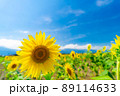 【夏素材】満開の向日葵【長野県】 89114633