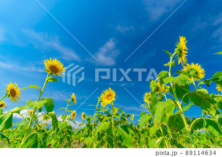 【夏素材】満開の向日葵【長野県】 89114634