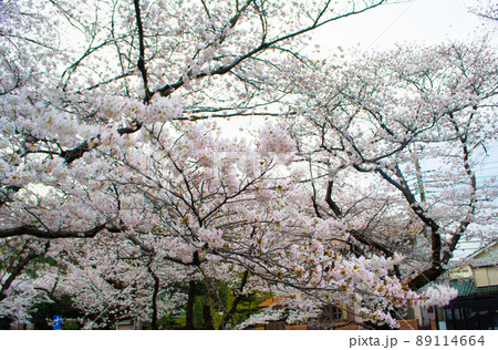 埼玉県　川越氷川神社裏の新河岸川の桜並木 89114664