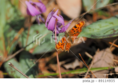 カタクリの花に止まるシータテハ 89114935