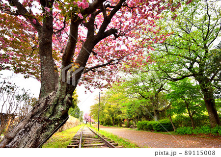 ソメイヨシノが散り八重桜が満開を迎えた寒川一之宮緑道 ソメイヨシノが散り八重桜が満開を迎えた寒川一之宮緑道 89115008