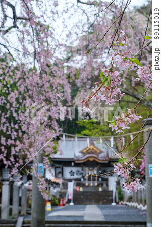 南湖神社の枝垂れ桜 南湖神社の枝垂れ桜 89115019