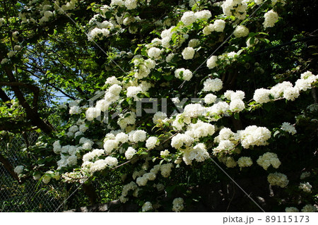 オオデマリ　Japanese Snowball 89115173