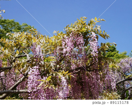フジ Japanese wisteria フジ Japanese wisteria 89115178