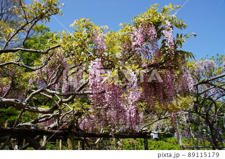 フジ Japanese wisteria フジ Japanese wisteria 89115179