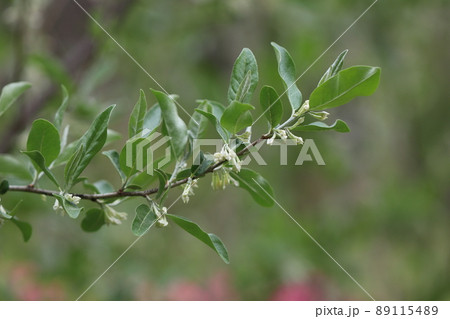 ロシアンオリーブの花 ロシアンオリーブの花 89115489