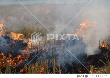 The agricultural waste burning cause of smog and pollution. Fumes produced by the incineration of hay and rice straw in agricultural fields. The agricultural waste burning cause of smog and pollution. Fumes produced by the incineration of hay and rice straw in agricultural fields. 89115527