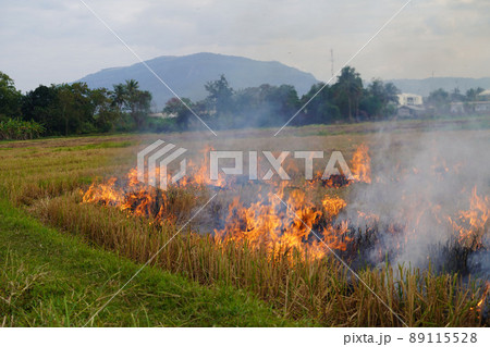 The agricultural waste burning cause of smog and pollution. Fumes produced by the incineration of hay and rice straw in agricultural fields. The agricultural waste burning cause of smog and pollution. Fumes produced by the incineration of hay and rice straw in agricultural fields. 89115528
