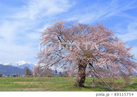 須沼の一本桜 長野県大町市 須沼の一本桜 長野県大町市 89115754
