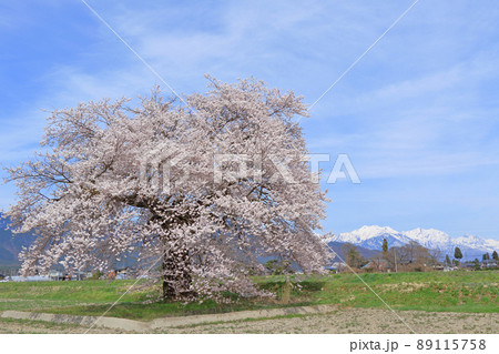 須沼の一本桜　長野県大町市 89115758