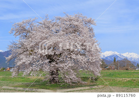須沼の一本桜　長野県大町市 89115760