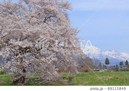 須沼の一本桜 長野県大町市 須沼の一本桜 長野県大町市 89115849