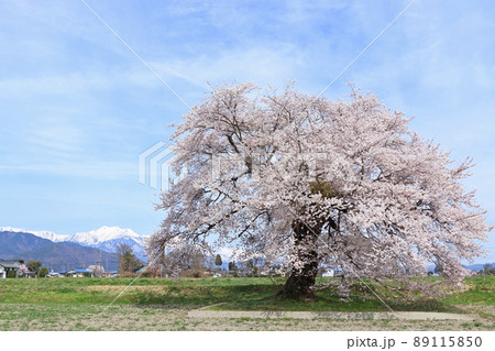 須沼の一本桜 長野県大町市 須沼の一本桜 長野県大町市 89115850