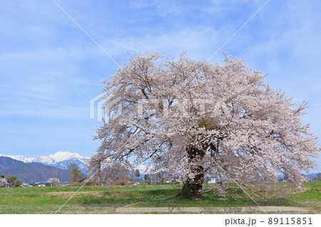 須沼の一本桜 長野県大町市 須沼の一本桜 長野県大町市 89115851