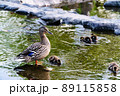 鴨の親子 89115858