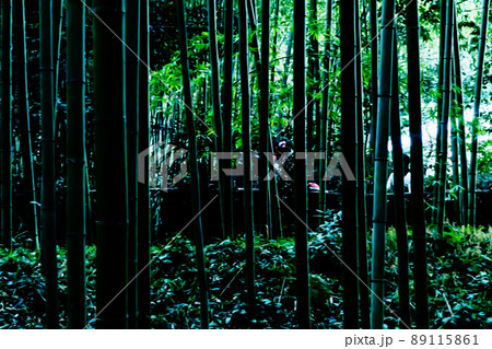 京都嵯峨野 竹林 京都嵯峨野 竹林 89115861