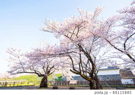 霞城公園清々しい朝　春　山形県 89115885