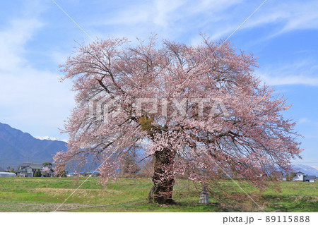 須沼の一本桜　長野県大町市 89115888