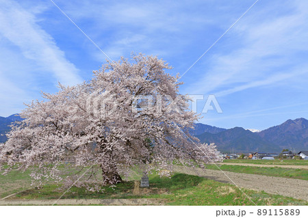 須沼の一本桜 長野県大町市 須沼の一本桜 長野県大町市 89115889