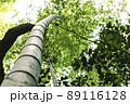 京都嵯峨野　竹林 89116128