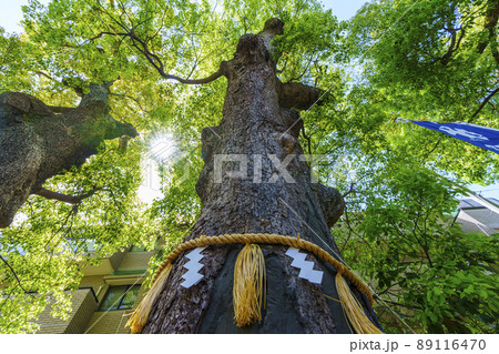 阿倍王子神社の御神木【大阪市阿倍野区】 89116470