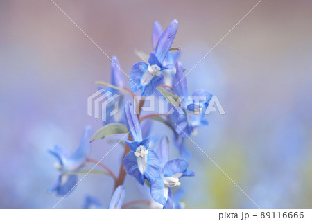 エゾエンゴサク 北海道樺戸郡浦臼町 浦臼神社 カタクリ 89116666