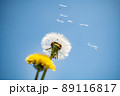 たんぽぽ　綿毛の旅立ち 89116817