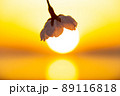 夕日と桜の競演 89116818