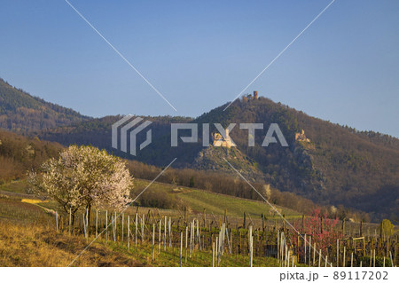 Chateau de Saint-Ulrich ruins, Chateau du Girsberg ruins and Chateau du Haut-Ribeaupierre near Ribeauville, Alsace, France 89117202